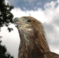 ai/aigle4-0.jpg