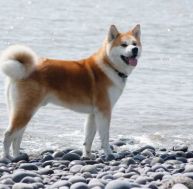 ak/akita-inu.jpg