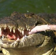 al/alligator-dej.jpg