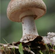 am/amanite-rougissante-2.jpg