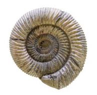 am/ammonite1.jpg