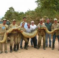 an/anaconda-record-0.jpg