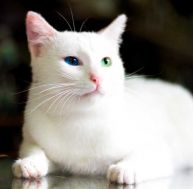 an/angora-turc.jpg