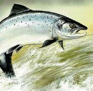 at/atlantique-salmon-0.jpg