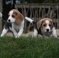 be/beagle.jpg