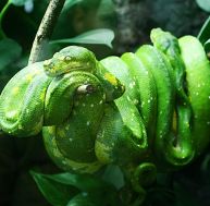 bo/boa-2-0.jpg