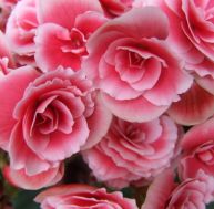 bo/bouture-begonia-0.jpg