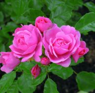 bo/bouture-rose.jpg
