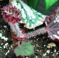 bo/bouturer-begonia.jpg