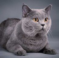 br/british-shorthair.jpg