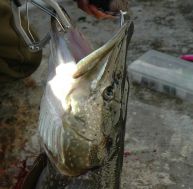 br/brochet-6.jpg