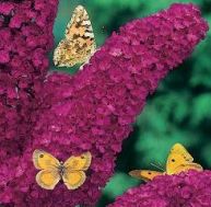 bu/buddleia-0.jpg