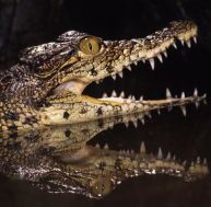 ca/caiman-portrait.jpg