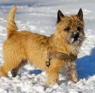 ca/cairn-terrier.jpg