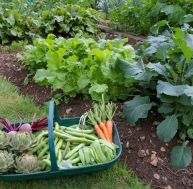ca/calendrier-potager-0.jpg