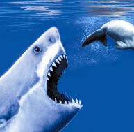 ca/carcharodon-2-0.jpg
