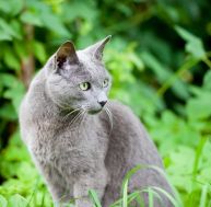 ch/chat-bleu-russe.jpg