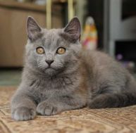 ch/chat-chartreux.jpg