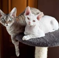 ch/chat-devon-rex.jpg