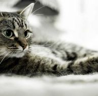 ch/chat-maison-0.jpg