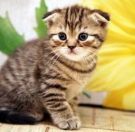 ch/chat-scottish-fold.jpg