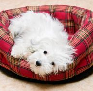 ch/choix-panier-chien.jpg
