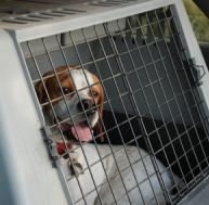 co/comment-prendre-avion-animal.jpg