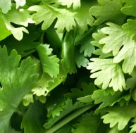 co/coriandre-planter-cultiver-recolter.jpg