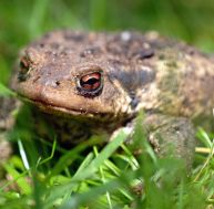 cr/crapaud-0.jpg