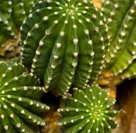 cu/culture-cactus.jpg