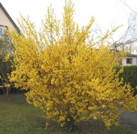 cu/culture-forsythia.jpg