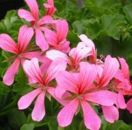 cu/culture-geranium.jpg