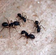 de/debarasser-fourmis.jpg