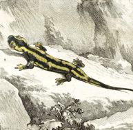 de/dessin-salamandre-1.jpg