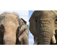 di/diff-elephant-0.jpg