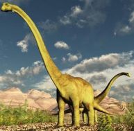 di/diplodocus.jpg