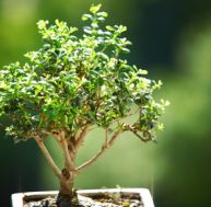 en/entretien-bonsai.jpg