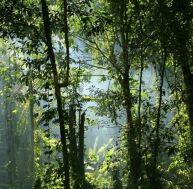 fa/fatigue-plantes-0.jpg