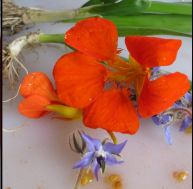 fl/fleurs-comestibles-capucines-monarde.jpg