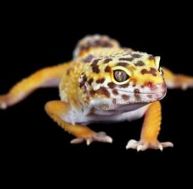 ge/gecko-debut.jpg