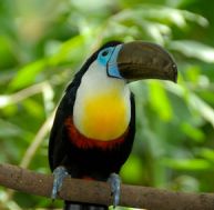 ge/gestes-sauvegarde-biodiversite-0.jpg