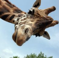gi/girafe-0-0.jpg