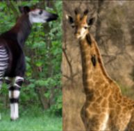 gi/girafe-okapi-0.jpg