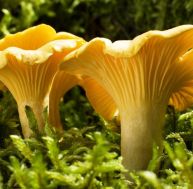 gi/girolle-0.jpg