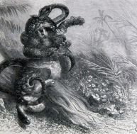 gr/gravure-anaconda-1.jpg