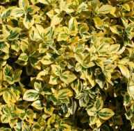 ha/haies-jaunes-euonymus-fortunei-emerald-old.jpg