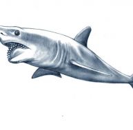 he/helicoprion-0.jpg