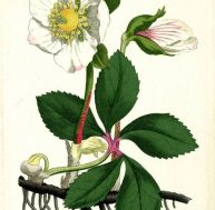 he/hellebores-hiver.jpg