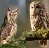 hi/hibou-chouette-1.jpg