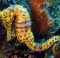 hi/hippocampe-1.jpg